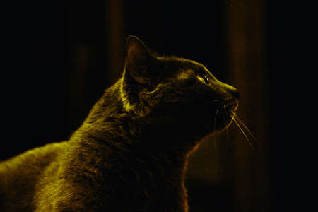 Beautiful grey cat with big eyes in darkの写真素材