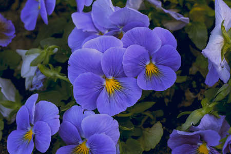 Beauty blue yellow pansies in spring garden