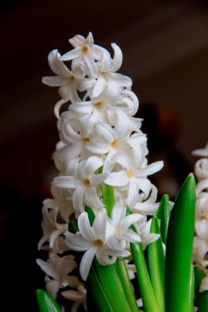 White fresh spring hyacinths on dark backgroundの写真素材