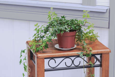 Nice green potted flower on light brown street tableの写真素材