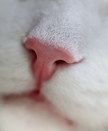 Nice pink nose of young cat at dayの写真素材