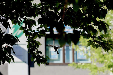 Wings of bird under branches of tree in sunny dayの写真素材