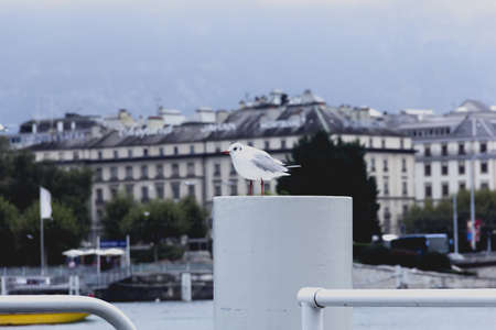 Nice seagull on waterfront in morning cityの写真素材