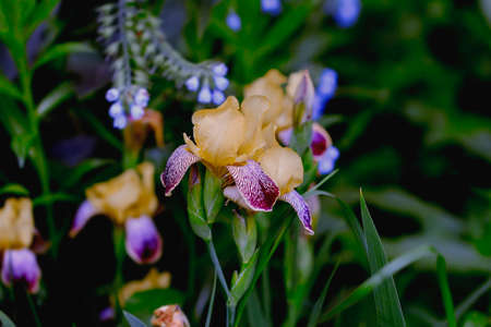Nice aromatic summeryellow iris in green garden