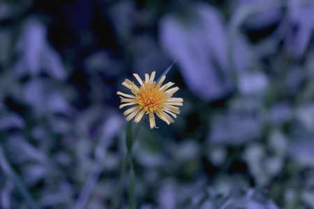 Yellow pretty dandelion in cloudy summer dayの写真素材