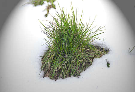 Young green grass in spring snow under lightの写真素材