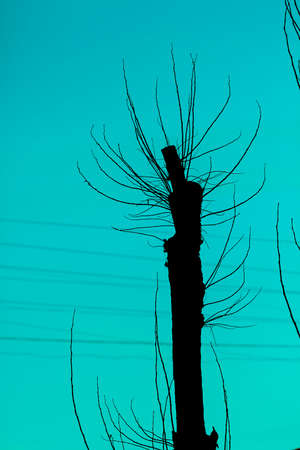 Bkack silhouette of tree on bkue futuristic backgroundの写真素材