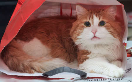 Beauty red cat in red paper bagの写真素材
