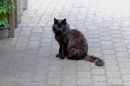 Pretty fluffy black garbage cat with yellow eyesの写真素材