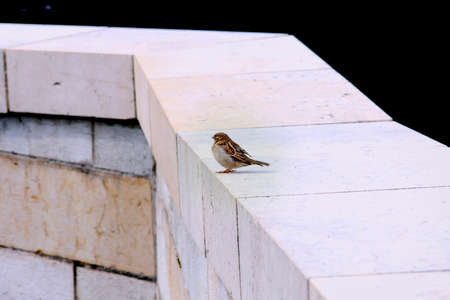 Sparrow on parapet in city at cloudy day