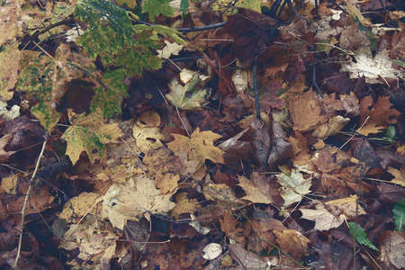 Multicolors fallen autumn leaves in cloudy day on groundの写真素材