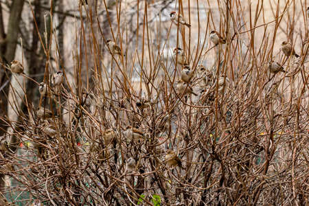 Sparrows on branches in park at autumn cloudy dayの写真素材