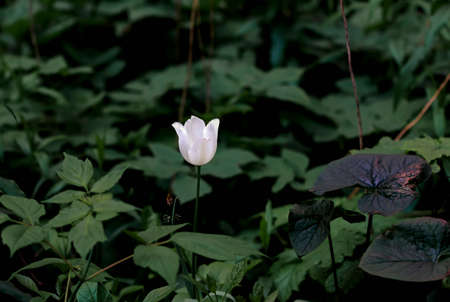 Beauty wild white tulip in forest at cloudy dayの写真素材