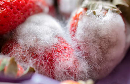 Grey-white mould on red fresh ecological strawberriesの写真素材