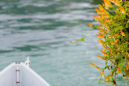 Nice orange flowers above water and boat bow not sharpの写真素材