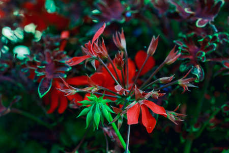 Flower with red crumbling petals in summer dark gardenの写真素材