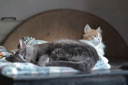 Two cats, red and gray, one of whom sleepsの写真素材