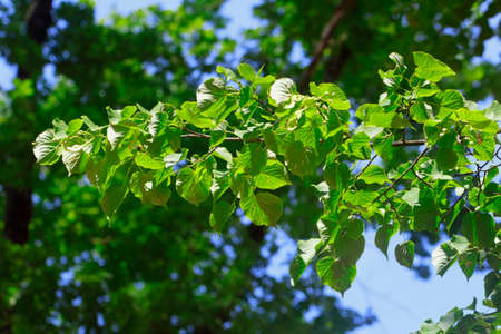 Branch of summer greens linden tree on sunny day