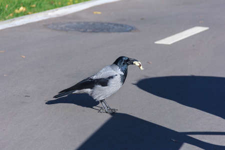 Crow bread in its beak at Sunny day on asphalt with his shadow