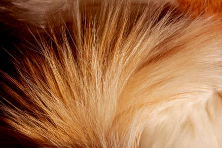 Nice red cat fluffy tail at day ray of light