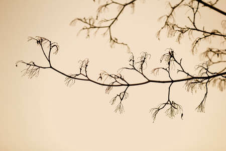 Beauty black tree branches against sky sepiaの写真素材
