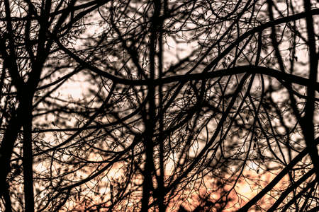 Black silhouette of branches on brown background of sunset of winter sky