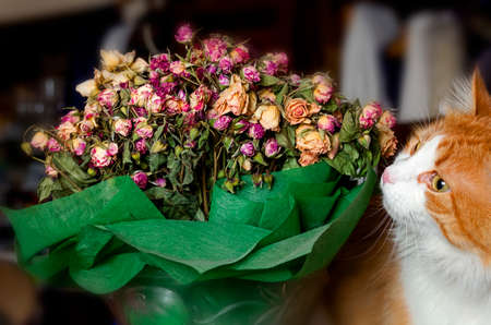 Bouquet of dried roses and red catの写真素材