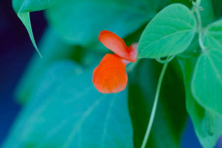 Nice flower red bean at green summer background