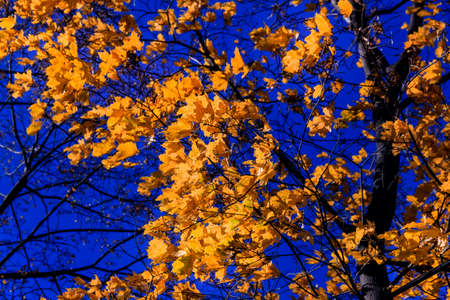 Beauty yellow leaves of autumn and blue sky in sunny day