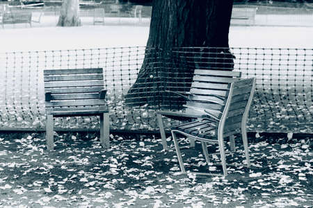 Three chairs under tree in black and white colorsの写真素材