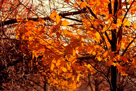 Maple leaves in autumn on sunny day tree