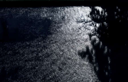 Beauty night spring rain in black and whiteの写真素材