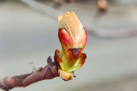 Spring nice bud chestnut branch at dayの写真素材