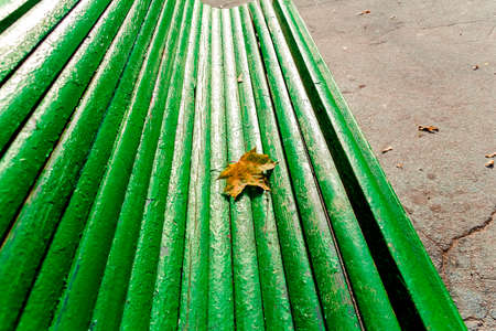 Autumn maple leaf on green wooden bench on sunny autumn day