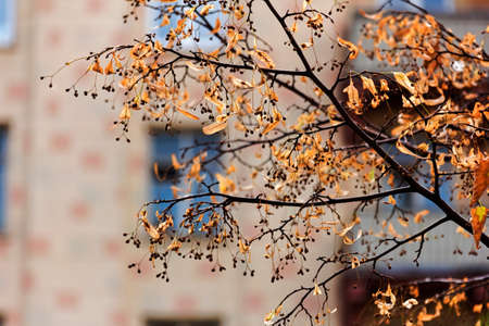 Autumn branches of lime trees on background of city blurred landscapeの写真素材