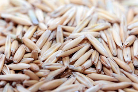 Grain raw oats closeup for cooking and treatmentの写真素材
