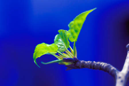 Young green leaves of poplar bloom on branch on blue background