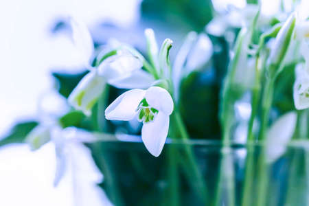 Beauty flower of white snowdrop like lonely princessの写真素材