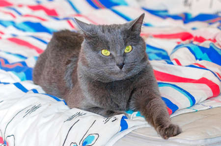 Cute noble grey cat is resting on bedの写真素材