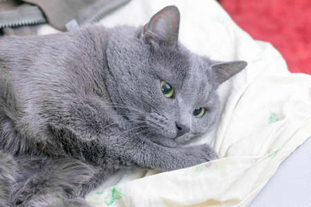 Brooding grey cat with yellow eyes lies in thoughts