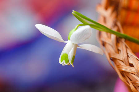 Beauty flower of white snowdrop on multicolour backgroundの写真素材