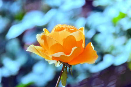 Beautiful yellow rose on blue background at sunny summer dayの写真素材
