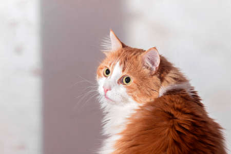 Nice offended frightened red cat at white backgroundの写真素材