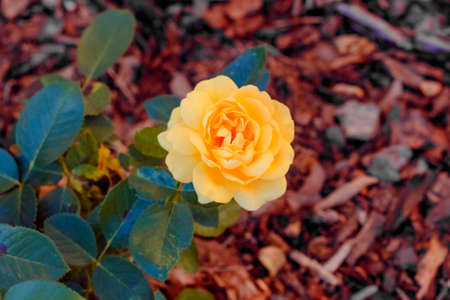 Beauty yellow rose blooms on bush at garden