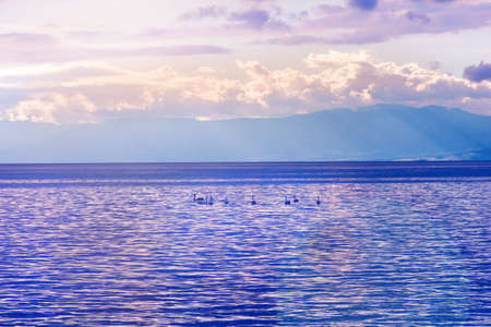 Beauty swans on pink and lilla water at sunset lightingの写真素材