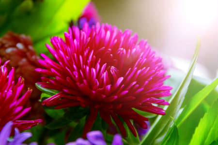 Luxury purple blossom autumn astra for presentの写真素材