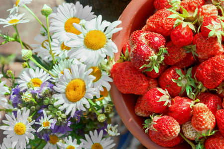 Chamomile flowers and berries ripe strawberries sunny dayの写真素材