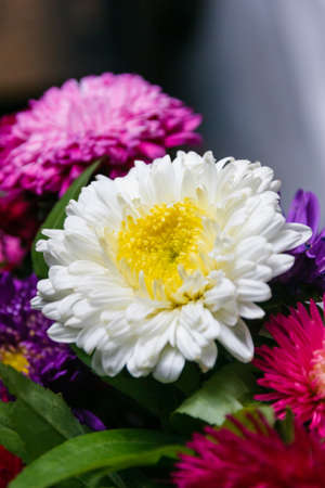 Fresh large flowers autumn asters for giftsの写真素材