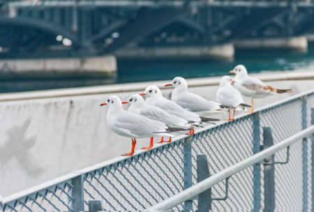 Company of gulls on railing of pier promenadeの写真素材