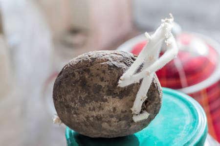 Potato tuber spring sprouts on kitchen backgroundの写真素材